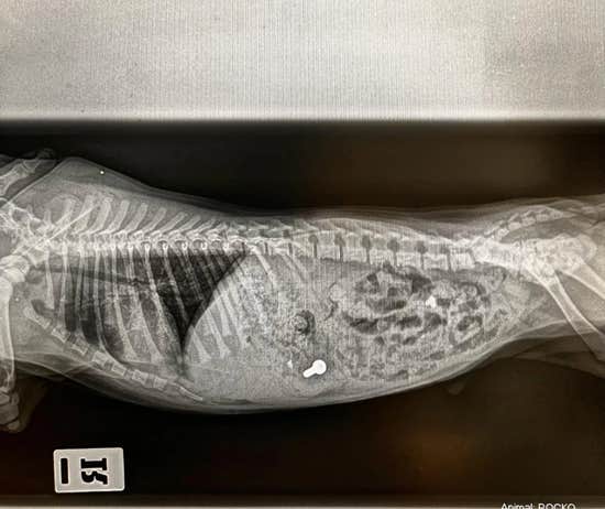 Veterinaria observando cuerpo extraño en el abdomen de un perro a través de una radiografía en  la clínica veterinaria El Jardín.