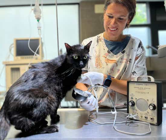 Veterinaria realizando una ecografía doppler a un gato en la clínica veterinaria El Jardín.