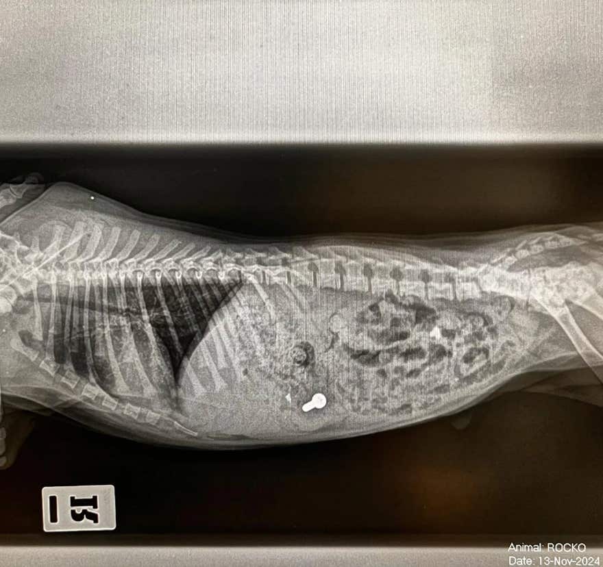 Veterinaria observando cuerpo extraño en el abdomen de un perro a través de una radiografía en  la clínica veterinaria El Jardín.