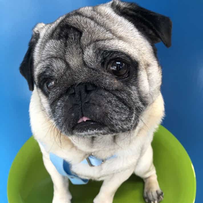 Peero carlino posando en la clínica veterinaria El Jardín.