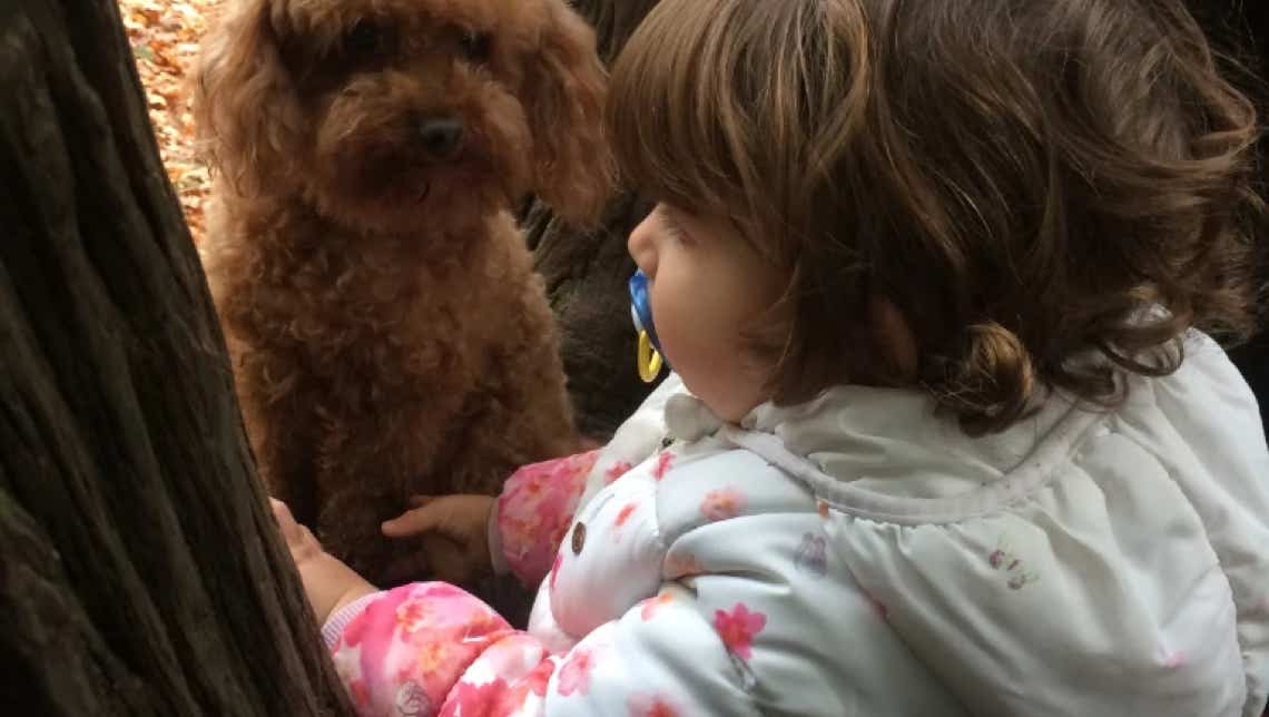 Caniche  marrón con una niña con chupete  clínica veterinaria El Jardín