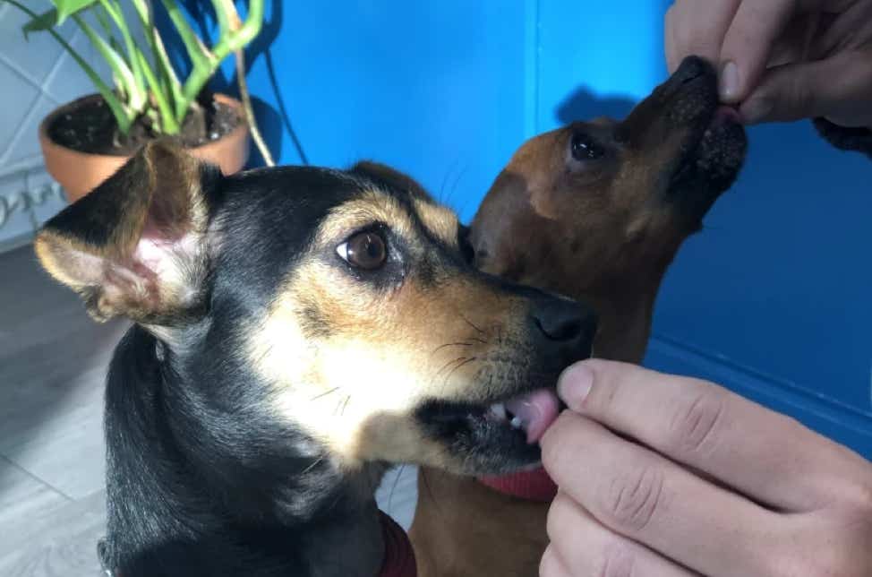 Dos perros comiendo un premio por haberse portado bien clínica veterinaria El Jardín