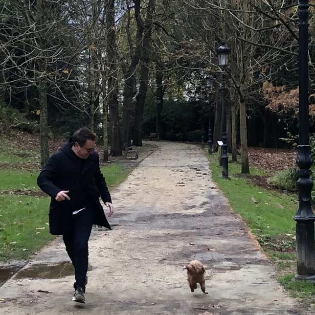 Caniche marrón corriendo con un chico por un paseo con árboles clínica veterinaria El Jardín