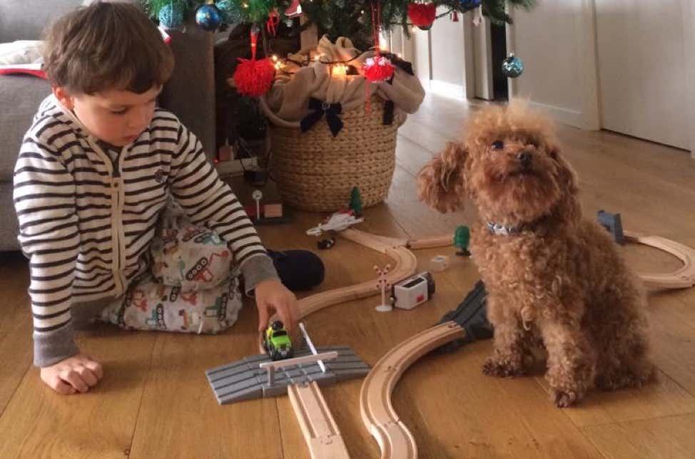 Caniche marrón sentado junto a un niño al lado de un árbol de navidad clínica veterinaria El Jardín