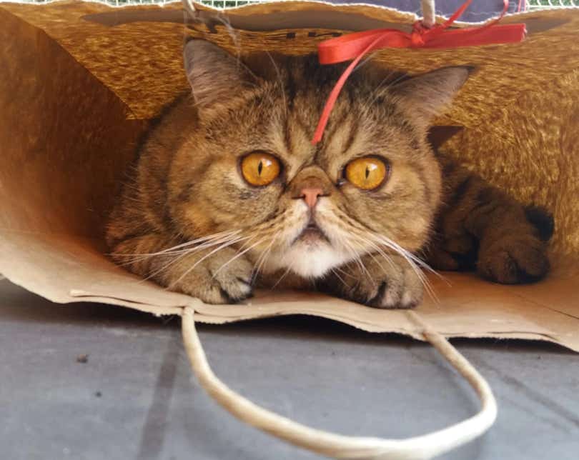 Gato gracios metido en una bolsa clínica veterinaria El Jardín