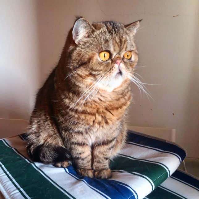 Gato persa de pelo corto con mirada al vacío clínica veterinaria El Jardín