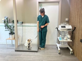 Maite pesando a un perro en un chequeo en la clínica veterinaria El Jardín