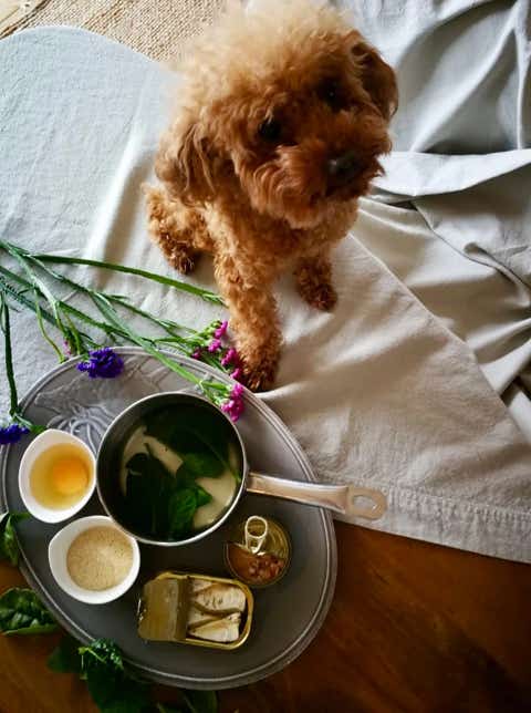 Caniche junto al desayuno de su dueño clínica veterinaria El Jardín