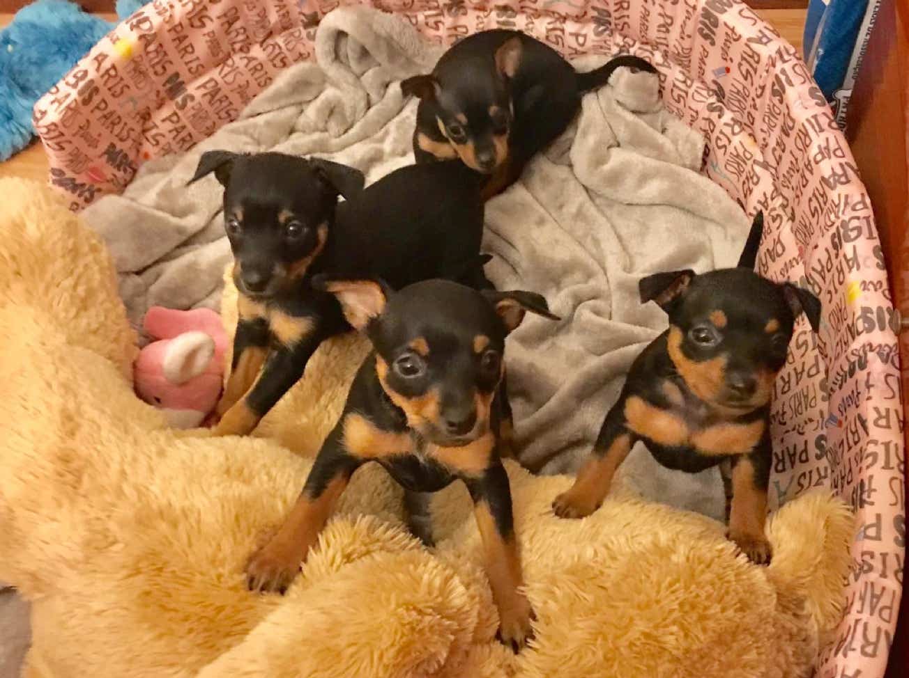 Cuatro cachorros pinscher en su cuna clínica veterinaria El Jardín