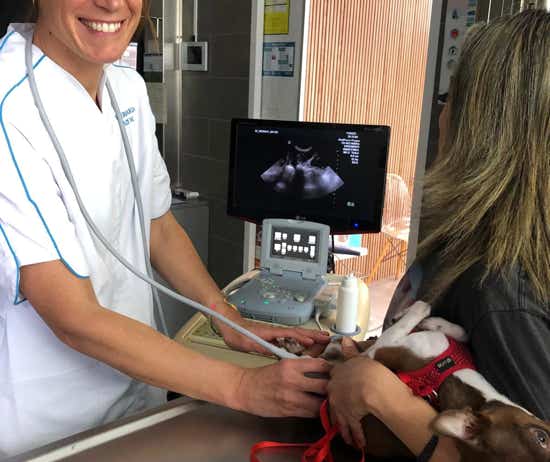 Veterinaria realizando una ecografía a un perro en la clínica veterinaria El Jardín.