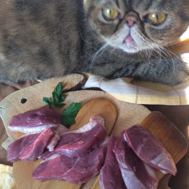 Gato persa de pelo corto sentado junto a unos trozos de  carne cruda clínica veterinaria El Jardín