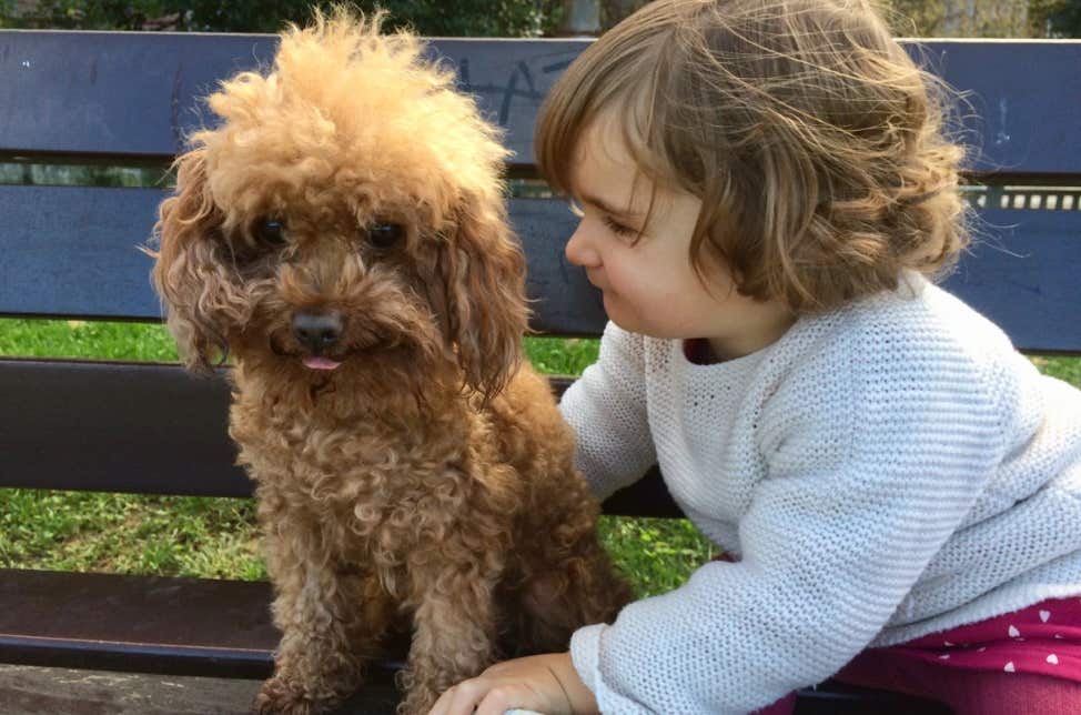 Caniche  marrón y niña tiernos clínica veterinaria El Jardín