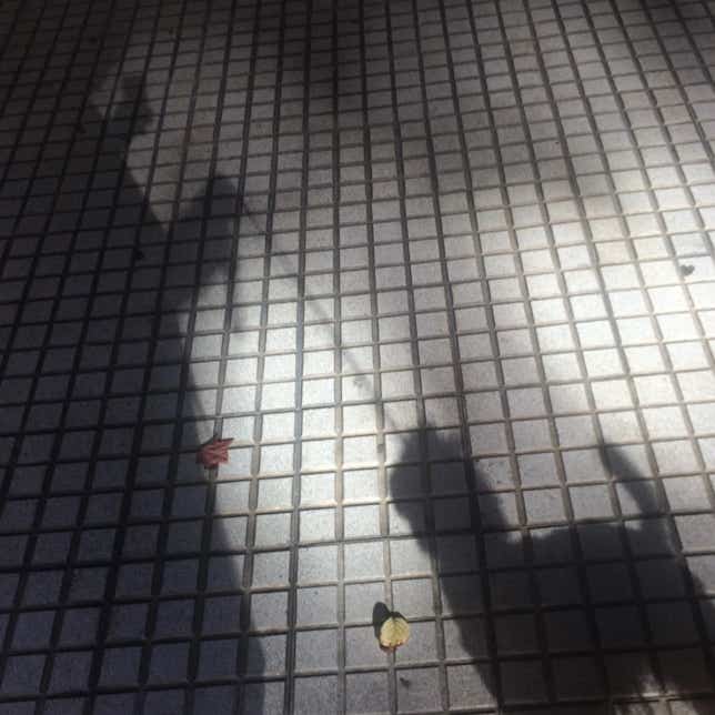 Sombra de caniche en una acera de la calle clínica veterinaria El Jardín