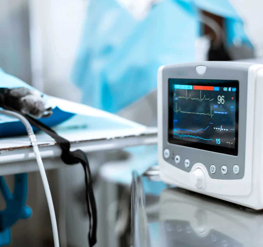 Realizando una electrocardiograma a una mascota en la clínica veterinaria El Jardín.