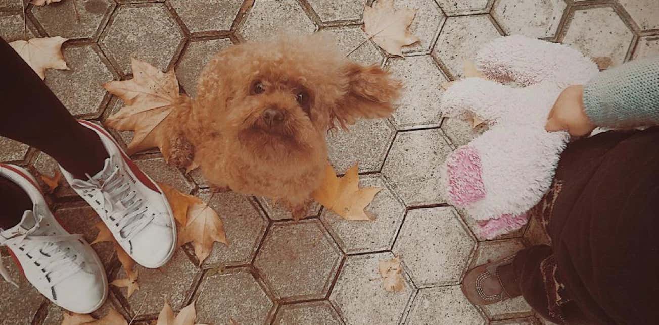 Caniche marrón simpático en la callle mirando hacia el fotógrafo clínica veterinaria El Jardín