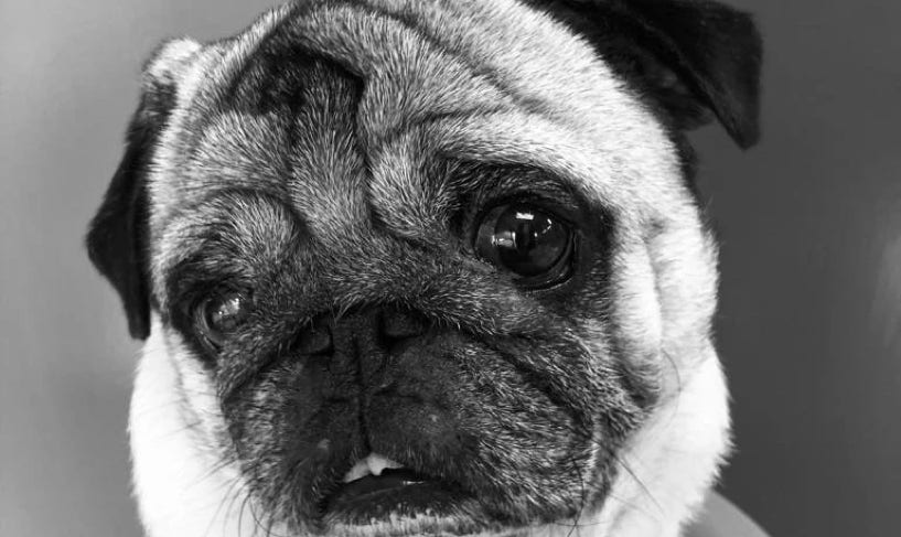Foto en blanco y negro de un perro carlino con mirada graciosa clínica veterinaria El Jardín