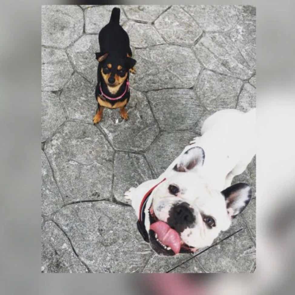 Dos perros graciosos contentos y mirando hacia el fotógrafo clínica veterinaria El Jardín