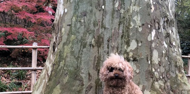 Caniche marrón sentado junto a un árbol clínica veterinaria El Jardín