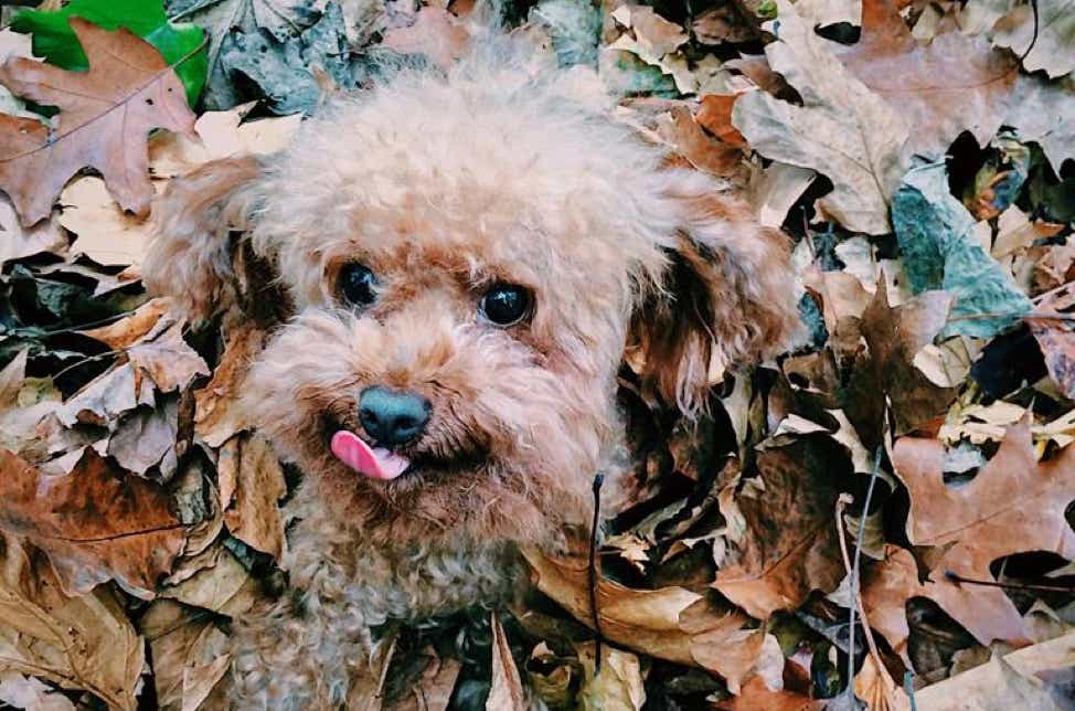Caniche marrón gracioso sacando la lengua clínica veterinaria El Jardín