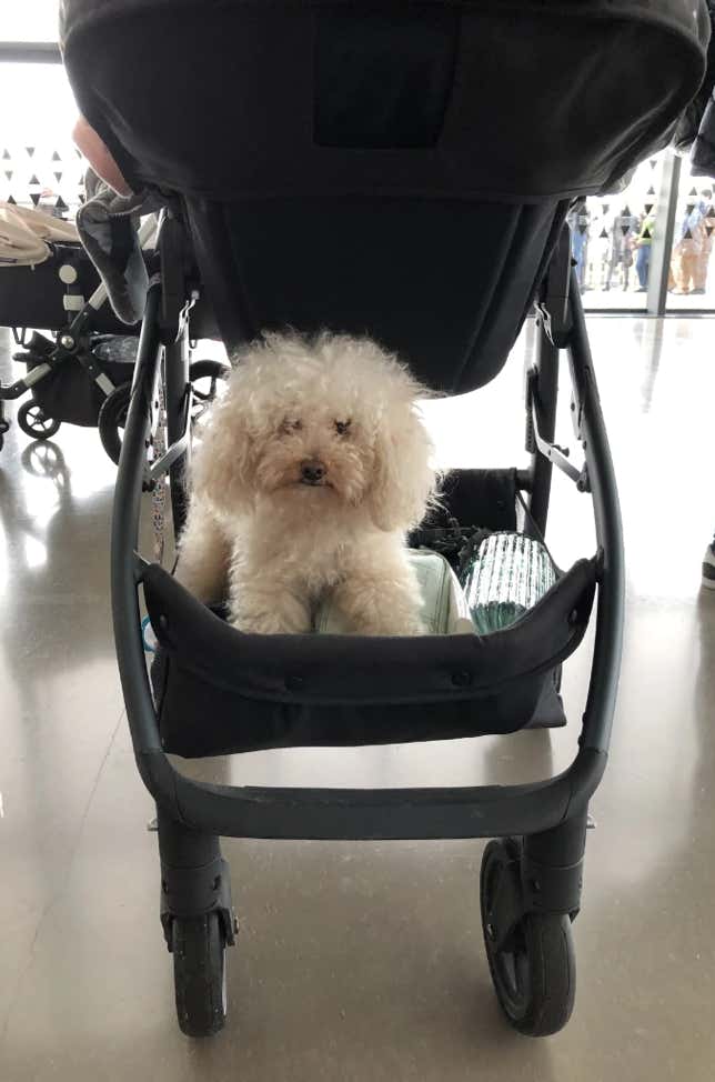 Caniche blaco tumbado en la parte de abajo de un cochecito de niño clínica veterinaria El Jardín